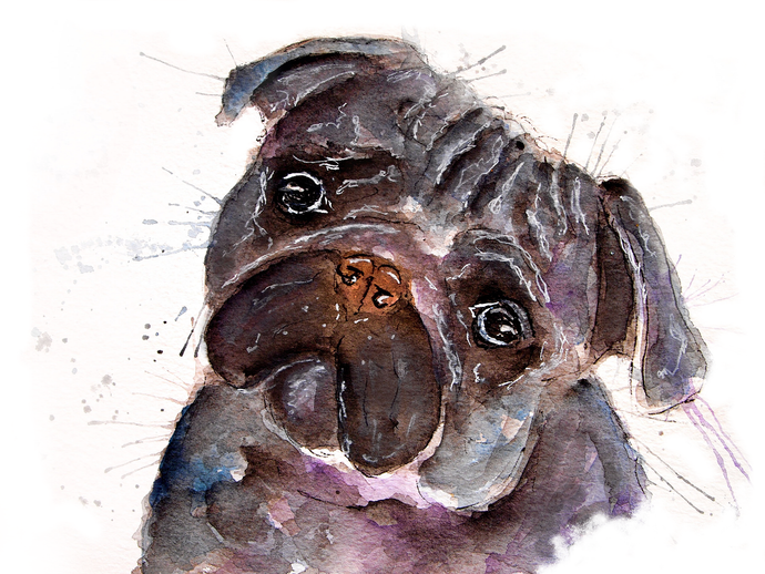 Pug Greeting Card