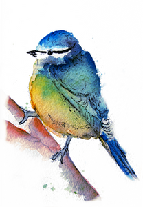 Blue Tit Print