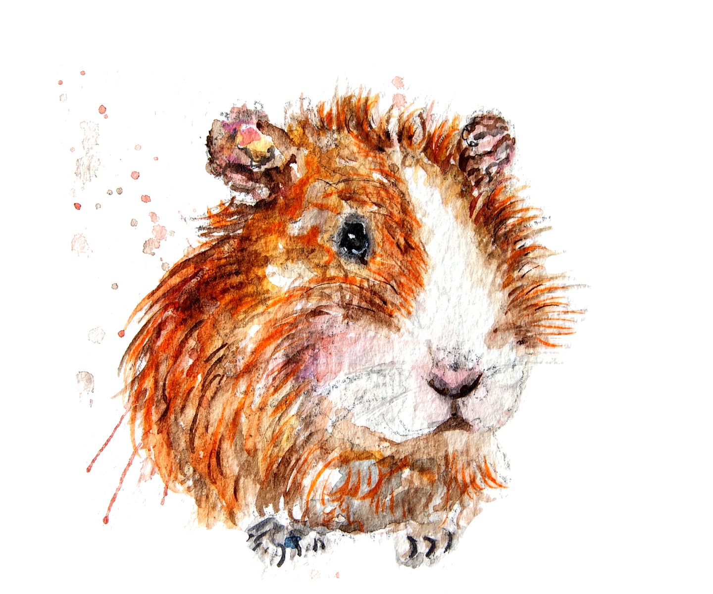 Guinea Pig Greeting Card